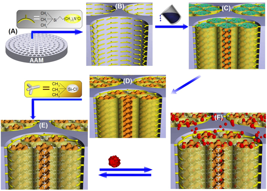 "Fig. 1 Robust, simple synthesis process for nanofilter AAM membranes in 3D mosaic cage silica NTs for molecular orientation and size cut-off of proteins. Note: The abbreviations used are N-trimethoxysilylpropyl-N,N,N-trimethylammonium chloride (TMAC), tetramethylorthosilicate (TMOS), and trymethylchlorosilane (TMCS)." Image