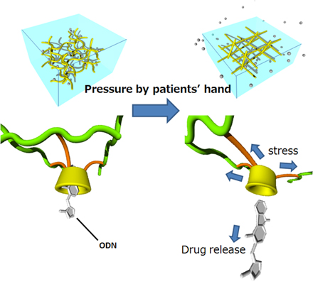 "Fig. : Conceptual scheme of controlled release of ODN from a hydrogel composed of a CyD-containing molecular network by mechanical compression." Image