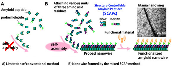 "Fig. Formation of functionalized nanowires by control of self-assembly of modified amyloid peptides"" Image