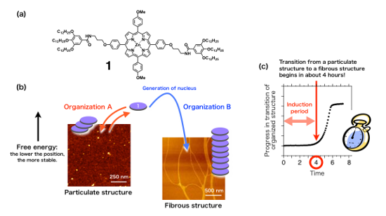 "Figure 2. (a) Previously reported porphyrin molecule 1; (b) two kinds of self-organization in which porphyrin molecule 1 is able to take part. A particulate structure is formed early, but that disappears with time and then a fibrous structure is formed; (c) self-organization involving molecule 1 to form a fibrous structure begins in about four hours." Image