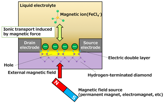 "Figure: Application of an external magnetic field to the transistor induces movement in the magnetic ions (ferric chloride ions) within the electrolyte, thereby controlling the electrical resistance of the diamond." Image