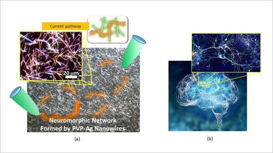 "figure: (a) Micrograph of the neuromorphic network fabricated by this research team. The network contains of numerous junctions between nanowires, which operate as synaptic elements. (b) A Human brain and one of its neuronal networks." Image