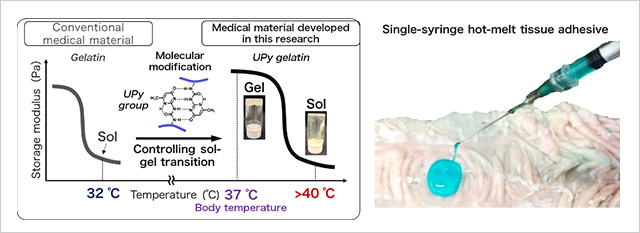 "Figure. Design (left) and application (right) of the single-syringe hot-melt tissue adhesive" Image