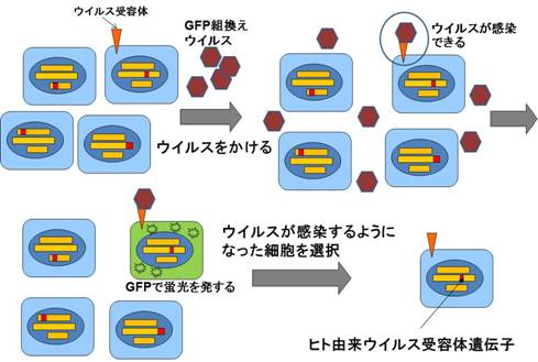 図２　ウイルス受容体発現細胞取得の模式図