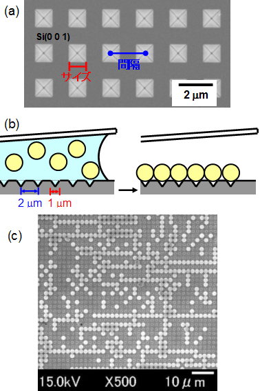 「プレス資料中の図1: 微小球連鎖構造による光導波路(a)パターニング基板の走査型電子顕微鏡像(b)毛細管現象を用いた自己組織化プロセス(c)パターニング基板上に配列されたポリスチレンの微小球列」の画像