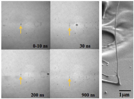 「プレス資料中の図2: ゲートCCDカメラを用いた高分子ナノワイヤー成長プロセスの時間分解測定 (左) と走査型電子顕微鏡イメージ (右)  : 約100nm径、全長約10μm」の画像