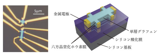 「プレスリリース中の図2:グラフェンと六方晶窒化ホウ素で作製した原子層超格子デバイス」の画像