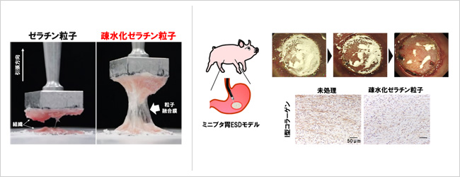 「プレスリリース中の図1,5 : (左) 接着試験の様子。(右) ミニブタ胃ESDモデルを用いた治癒効果の検証。」の画像