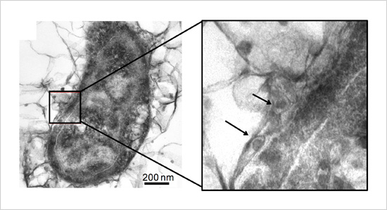 「プレスリリース中の図 : 硫化鉄ナノ粒子を細胞膜内外に蓄積する鉄腐食菌」の画像