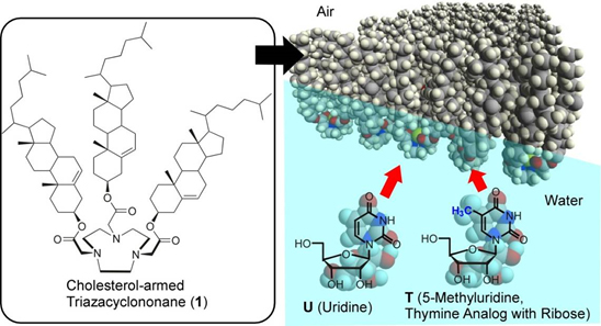 Cholesterol-armed-TACN for nucleoside differentiation at the air-water interface.