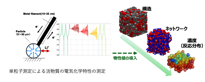 反応輸送モデルによる<br/>
電極粒子設計計算