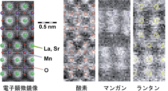STEM-EELS analysis of a perovskite oxide crystal LaSrMnO, showing ADF image and elemental maps for oxygen, manganese, and lanthanum. The leftmost panel overlays a structural model with colored circles and labels for La Sr, Mn, and O. The three right panels display elemental distributions with colored circles highlighting atomic positions.