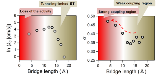 Dependence of catalytic reaction rates on distance between the conducting surface and catalytic active sites