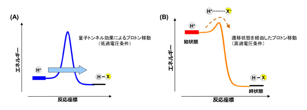 プレスリリース中の図 : (A) 量子トンネルプロトン移動 (B) 遷移状態を乗り越えるプロトン移動