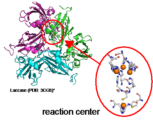 天然の酸素還元触媒であるラッカーゼの構造とその反応中心