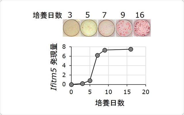 培養した骨芽細胞（花方 信孝）