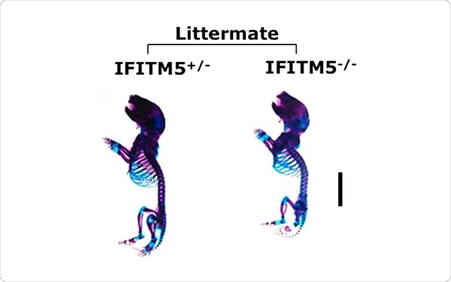 ノックアウトマウスの実験画像（花方 信孝）