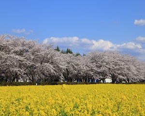 菜の花と桜　300×240.jpg