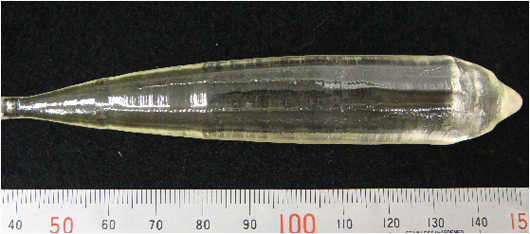 "Fig: Garnet-type Single CrystalGarnet-type Single Crystal" Image