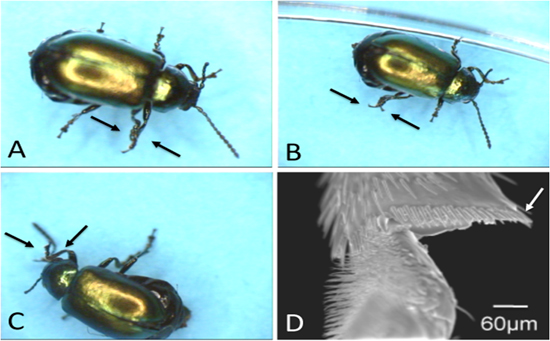 "Fig. 1 Views of a leaf beetle rubbing its legs together (shown by arrows in A, B, and C), and a skewer part (D) used to remove contamination on the foot." Image