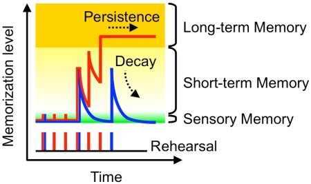 "Fig.Memory model of the synaptic device. Higher repetition rate of information input causes formation of long-term memory (red line), while lower repetition rate forms short-term memory (blue line) and does not cause formation of long-term memory. The memory level is basically unchanged by the initial few inputs, and corresponds to sensory memory. The results of the device operation are in good agreement with this memory model, showing that the synaptic device can accurately reproduce the multistore model of human memory proposed in psychology." Image