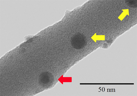 "Figure 3 Scanning transmission electron microscope image of a polystyrene nanowire containing iron oxide nanoparticles. The yellow arrow shows the surface of the nanowire, and the red arrow shows iron oxide nanoparticles which exist in the interior of the nanowire. (Photo courtesy of Hitachi High-Technologies Corporation)" Image