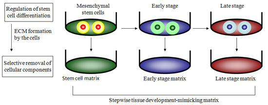 "Fabrication of stepwise tissue development-mimicking matrix materials which mimic the extracellular matrix during osteogenic and adipogenic differentiation of mesenchymal stem cells" Image