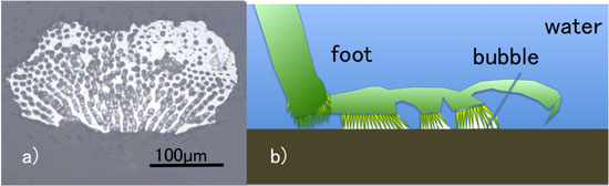 "Fig:(a) Photo showing the bottom side of the foot of a leaf beetle fixed underwater (photographed from back side). The dots of color black shows the foot of the beetle (adhesive setae); white shows bubbles. (b)Schematic diagram of the mechanism by which the beetle’s feet fixed underwater using bubbles." Image