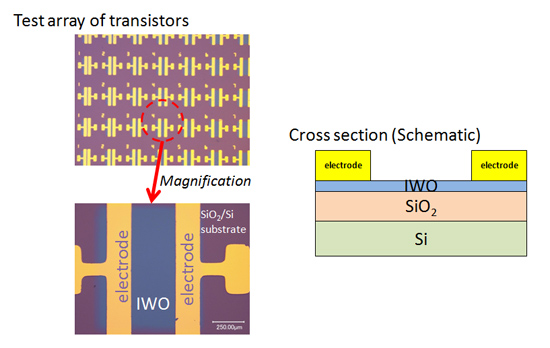 "Figure: Optical microscope image and schematic diagram of a prototype device.A thin film was formed from an IWO target by DC sputtering on a SiO2/Si substrate using a room temperature substrate. After forming the electrodes, thermal annealing was performed at 100°C. Device characteristics were measured using the electrodes on the substrate as the source/drain electrodes and the substrate as the gate electrode." Image