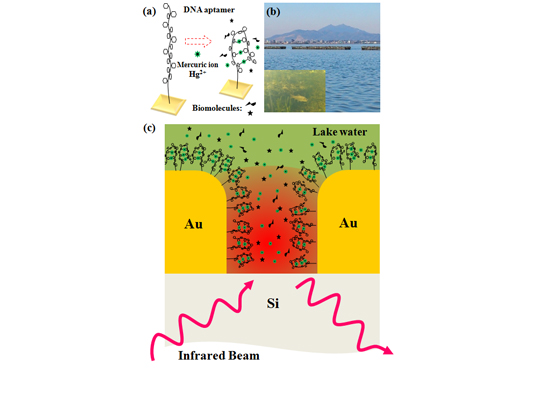 "Figure: (a) Schematic of the surface coating material (DNA aptamer). Only the ionic mercury is selectively adsorbed; organic molecules are not trapped. (b) Lake Kasumigaura, where the natural water was sampled. (c) Schematic of a nanogap on the gold surface, which was coated with the surface coating material." Image