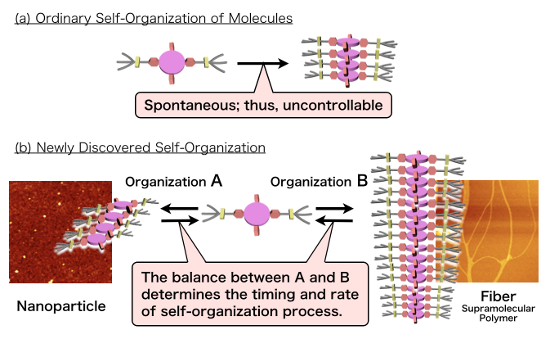 "Figure 1: Diagram of self-organization(a) In general, self-organization process cannot be controlled as it proceeds spontaneously. (b) In the self-organization process newly discovered, two self-organization pathways (A and B) interplayed. By tuning the balance between such pathways, the research team succeeded in controlling the timing and rate of the self-organization process. The photographs in the diagram are atomic force microscope images." Image