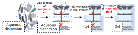 "Figure 3 in the press release. Under a magnetic field, radical polymerization of vinyl monomers can proceed to produce hydrogel material whose structure is supported from inside by an electrostatic repulsive force. This process then causes the conversion of aqueous dispersion containing nanosheets into hydrogel. The structure of hydrogel, in which nanosheets are arranged in a parallel orientation, will be fixed semipermanently." Image