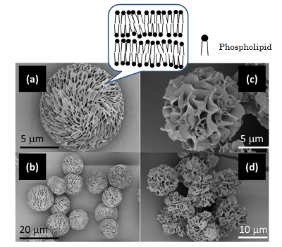 "Figure 1. External views of porous phospholipid particles (electron micrographs)(a, b) Particles created in organic (non-aqueous) solvent, (c, d) particles created in organic solvent in the presence of small amount of water. Only hydrogenated soybean lecithin was used to create them. The shape of the particles varies greatly depending on the presence/absence of water in the solvent." Image