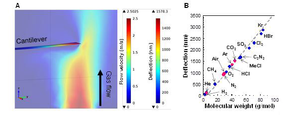 "Figure: A) An example of finite element analysis. A gaseous sample was flowed toward the free end of the micro-cantilever.B) Relationship between molecular weights of various gaseous samples and deflection of the micro-cantilever. Note close agreement between analytical model (dotted gray line), experimental values (red circles), and simulated values by finite element analysis (blue circles)." Image