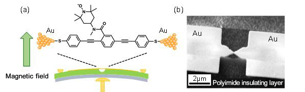 "Figure. (a) Schematic of single molecular junctions formed between an organic radical molecule (TEMPO-OPE), synthesized by the MCBJ technique, and electrodes. (b) Scanning electron micrograph of gold (Au) electrodes used in this study. The distance between the two electrodes can be precisely adjusted using a variable rod attached to the lower surface of the substrate, as shown in (a). The gap between two electrodes can be bridged with a single organic molecule through repeated fracturing and joining of the electrodes." Image