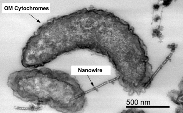 "Transmission electron mircroscopic image of outer-membrane Cytochromes under the electron source deficiency.Outer membrane (OM) Cytochromes were stained on the cell surface and nanowires." Image