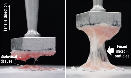 "figure: Adhesion strength tests. Non-hydrophobized (left) and hydrophobized (right) gelatin microparticles." Image