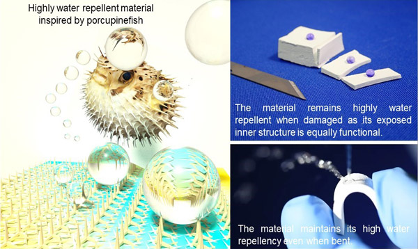 "figure: Porcupinefish-inspired superhydrophobic materials with high durability." Image