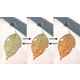 A leaf-shape EC device capable of changing color gradually like a fall leaf when electric current passes through it.