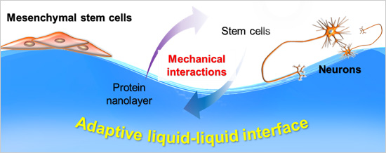 "figure: Mesenchymal Stem Cells Differentiate into Neurons at An Adaptive Liquid-Liquid Interface" Image