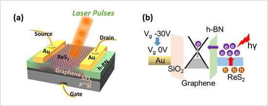 "Figure 1. (a) Schematic diagram of the memory device structure composed of a stack of graphene, h-BN and ReS2 layers and the wired source and drain electrodes. (b) Band structure illustrating the charge accumulation process. Voltage and light are used in combination to control the amount of charge stored in the graphene layer." Image