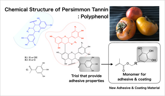 "Figure 1.Monomer Structure of Novel Adhesive Coating Materials with Polyphenol Skeleton mimicing Persimmon Tannin" Image