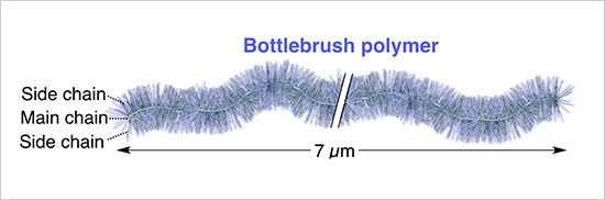 "Figure: Bottlebrush polymer is a polymer consisting of a single main chain and numerous side chains grafting from the main chain." Image
