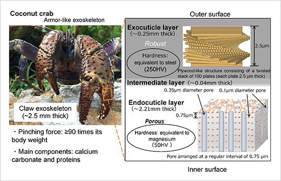 "Figure. Schematic diagram showing the cross-sectional structures of the coconut crab claw exoskeleton" Image