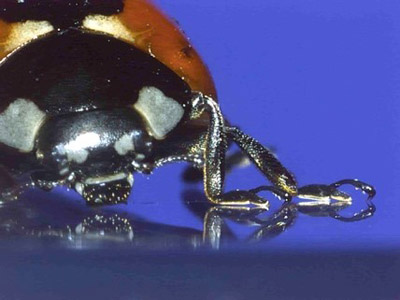 "Figure 1. Ladybird beetle on a glass surface. Its white tarsal setae can be seen in contact with the surface." Image