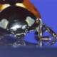 Ladybird beetle on a glass surface. Its white tarsal setae can be seen in contact with the surface.