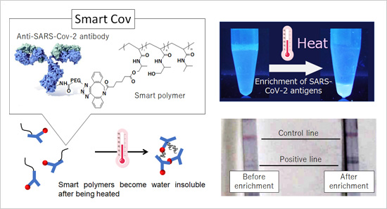 "Figure. The sensitivity of rapid COVID-19 diagnostic tests can be dramatically enhanced by condensing SARS-CoV-2 antigens using smart polymers." Image