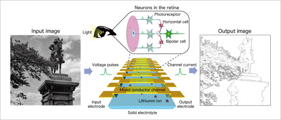 "Figure. Ionic artificial vision device (center), in which lithium ions migrate and interact, mimics the way in which human retinal neurons process visual signals. Processing of the input image (left) resulted in production of the output image (right) with increased edge contrast." Image