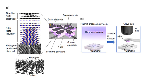 "Figure. (a) Structure of the diamond field-effect transistor (FET) fabricated in this research. The design of this FET allows Hall measurements to be performed while applying a gate voltage, enabling evaluation of the density and mobility of holes in the FET channel. (b) The surface of the diamond substrate was first exposed to hydrogen plasma to terminate it with hydrogen. The substrate was then transferred in vacuum into a glovebox filled with argon gas. Finally, cleaved single-crystalline hexagonal boron nitride (h-BN) was attached to the diamond substrate, thereby reducing the amount of airborne substance—which act as acceptors—attaching to the diamond surface." Image