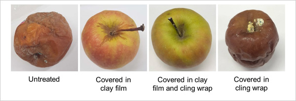 "Figure. Extent of decay in apples treated with clay film and cling wrap." Image